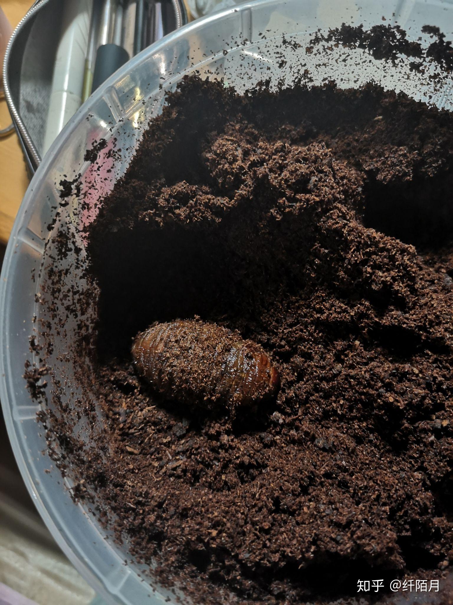 独角仙幼虫这样是死了吗? - 知乎