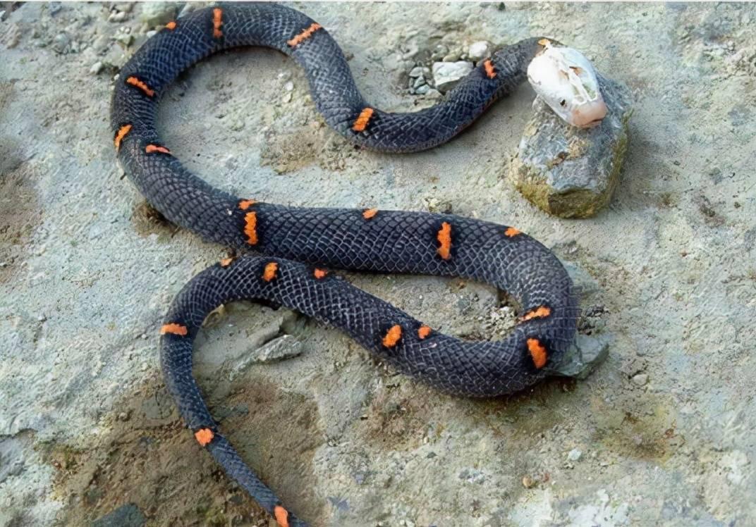 全身黑色但头上有一环白色的蛇是什么蛇