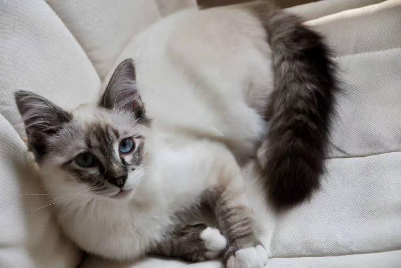 暹罗猫有山猫纹手套色么? - 知乎