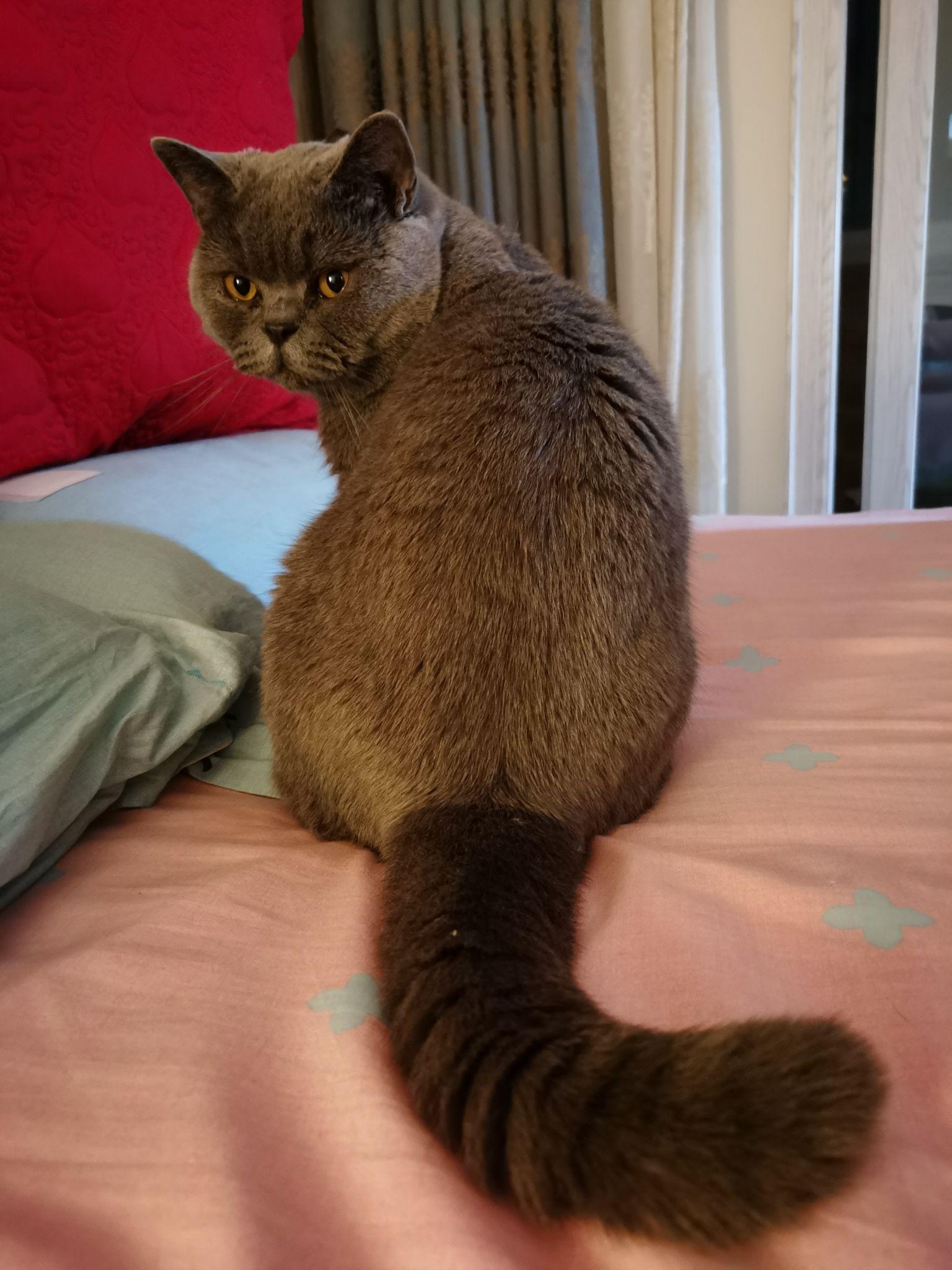 大家见过粗尾巴的猫嘛