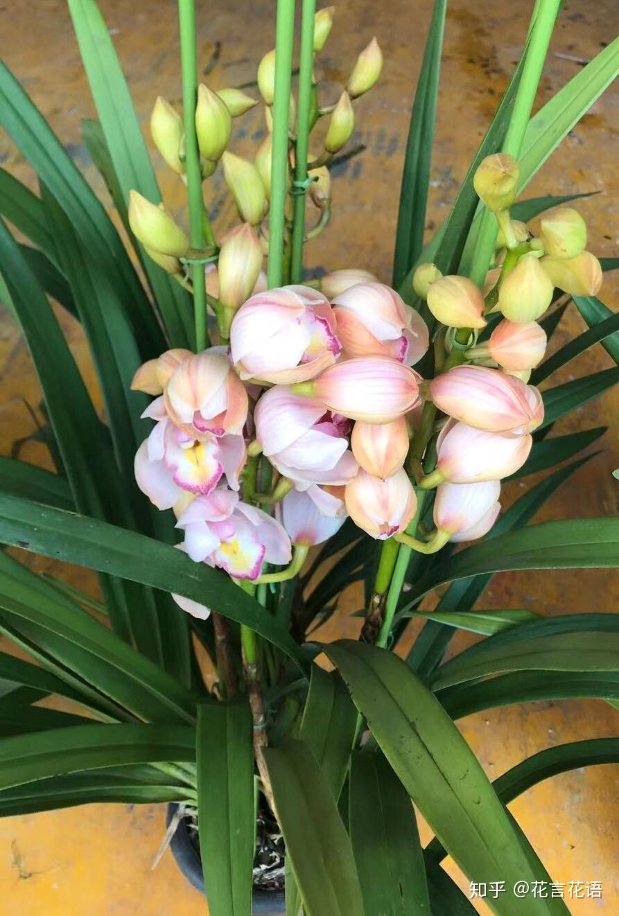 如何养好大叶蕙兰花? - 知乎