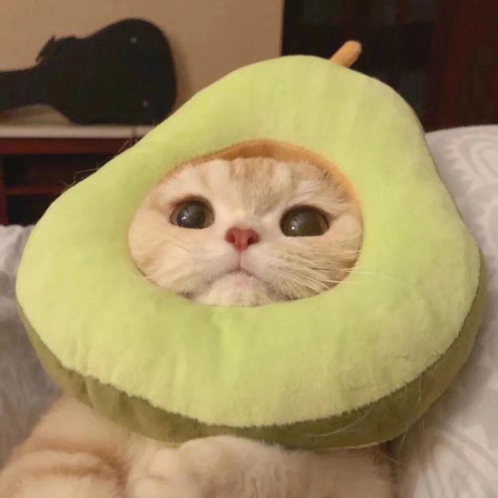 有没有沙雕的动物头像? - 知乎