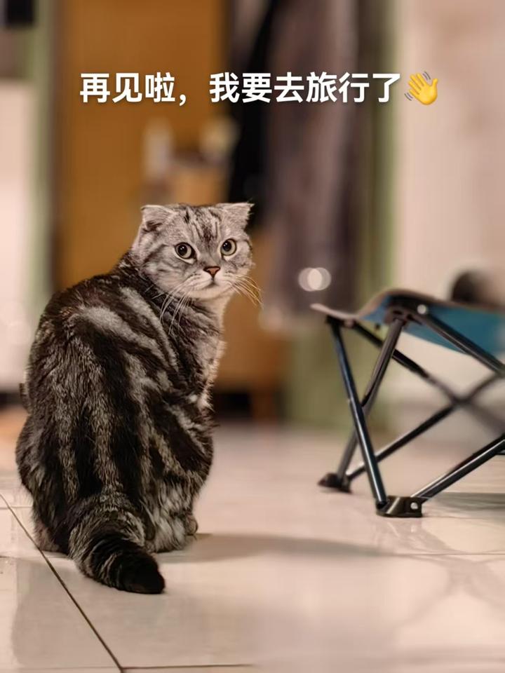 纪念一下一只猫吧 - 知乎
