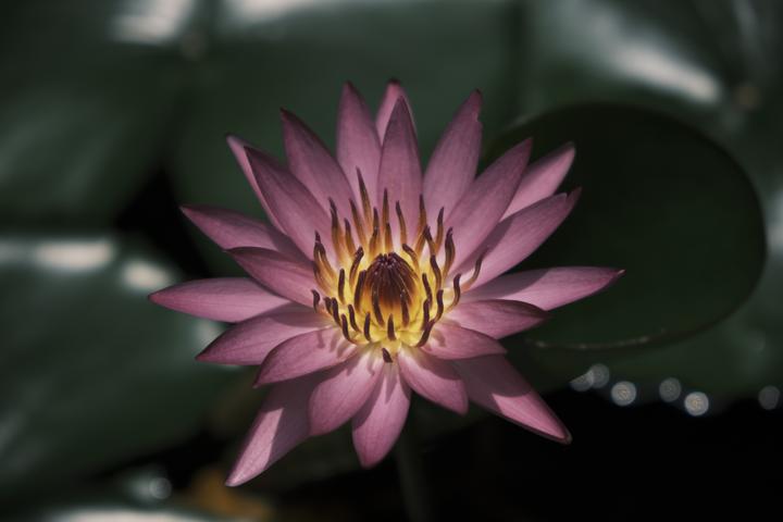 Transformer Encoder（pytorch）代码阅读 - 知乎