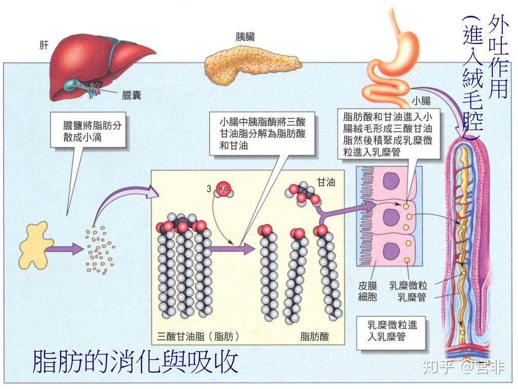 胆汁酸促进脂肪消化吸收的原理是什么
