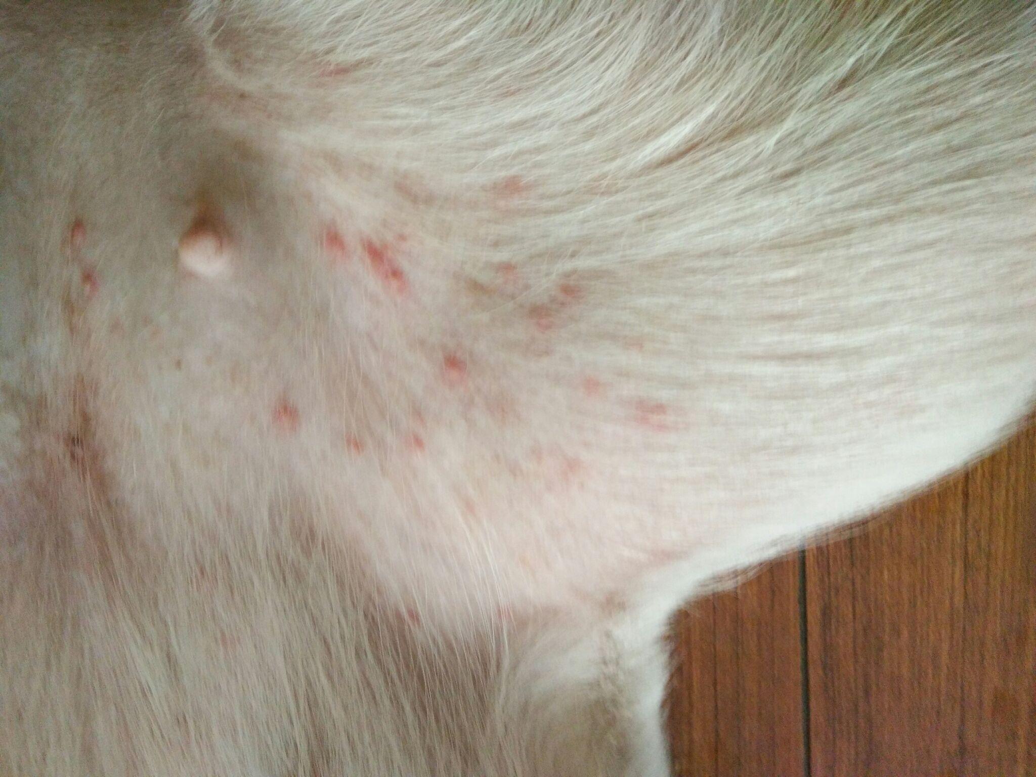 狗狗身上全是红斑是螨虫吗