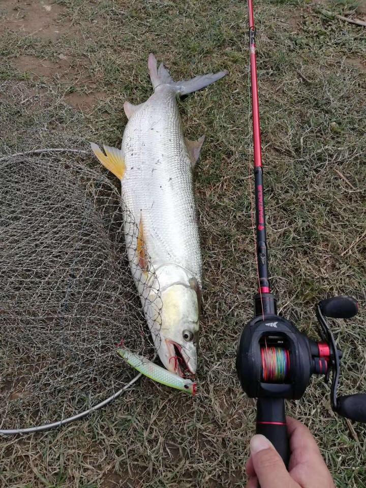 国内淡水系路亚对象鱼攻略,让你轻松路获