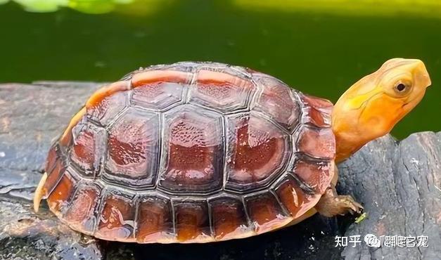 新手养龟——乌龟可以混养吗? - 知乎