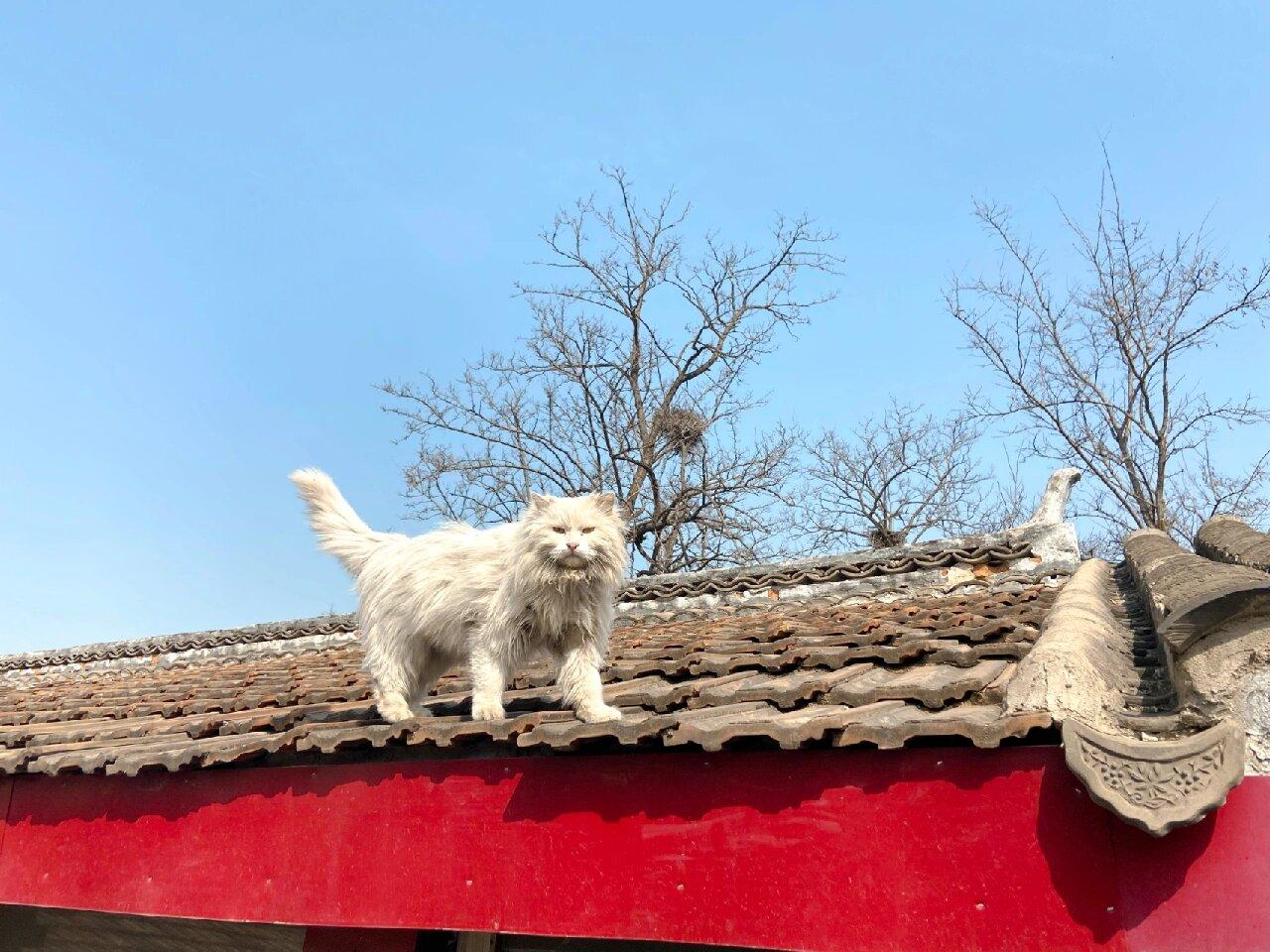 临清狮子猫:国产白猫永远的神! - 知乎