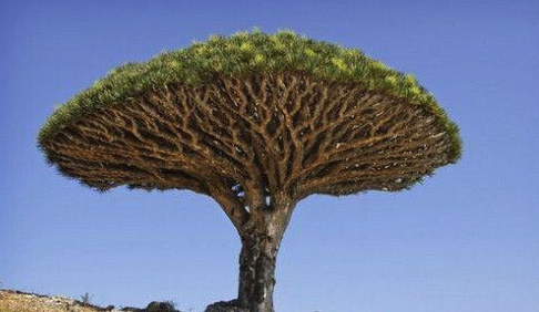 植物的寿命是无限长的吗?