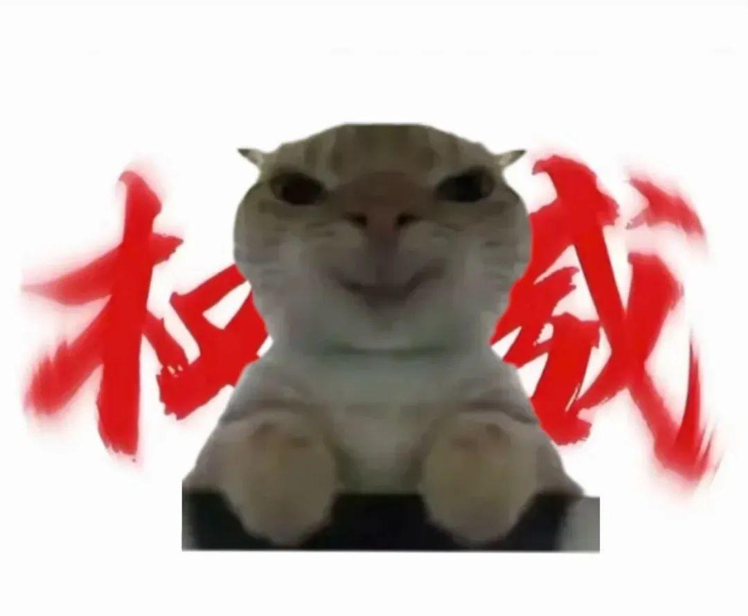 猫meme权威表情包大全 - 知乎