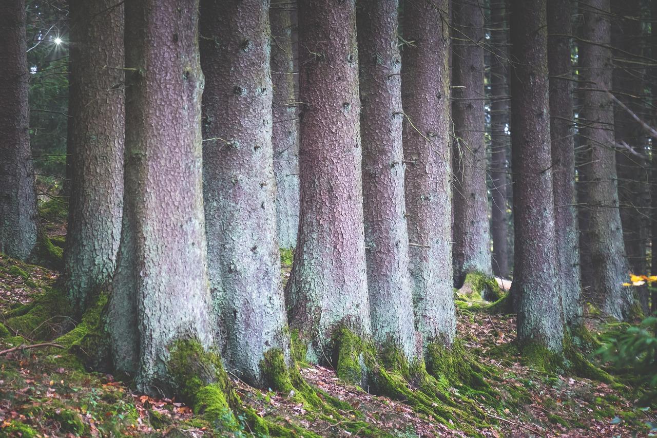 铁杉树林讲的什么