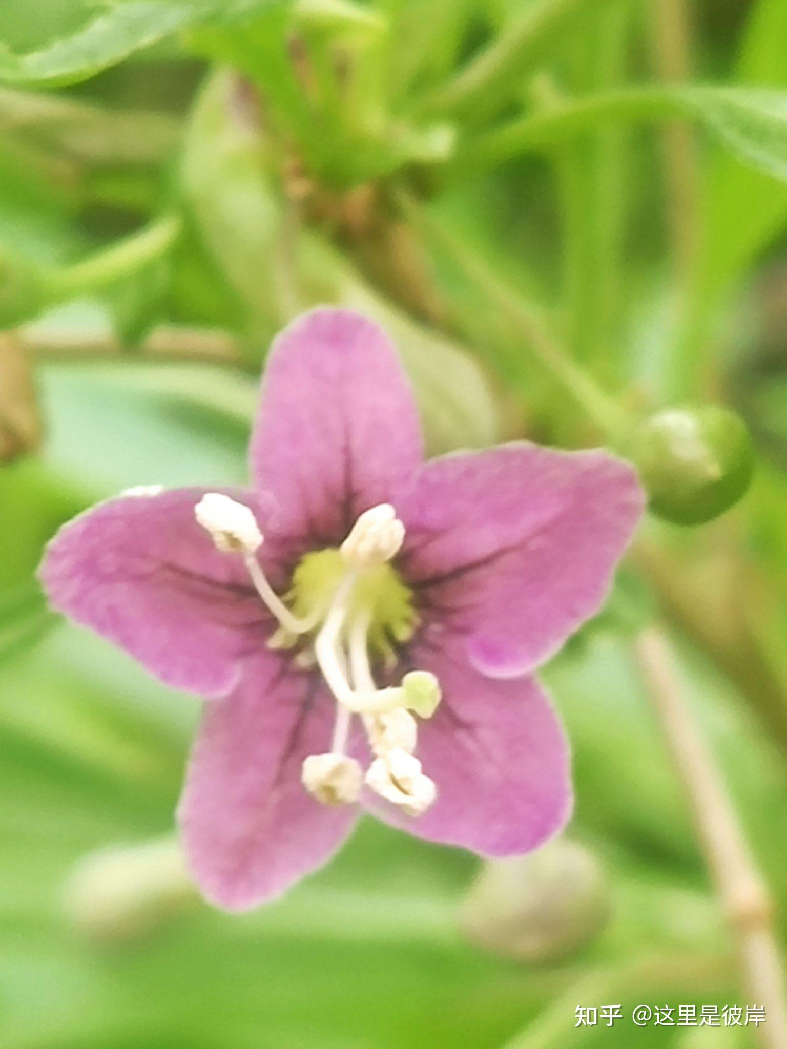 这三种颜色的枸杞花,你都见过吗? - 知乎