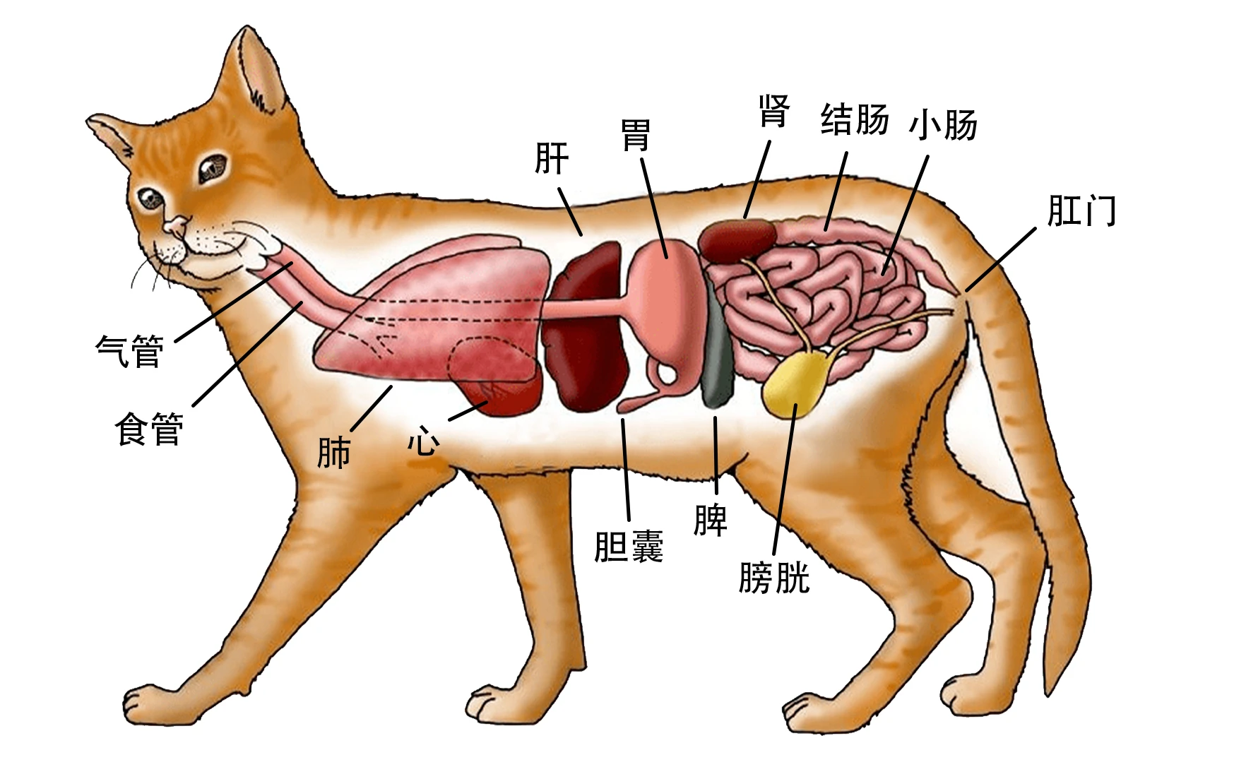 猫的身体内脏结构图图片