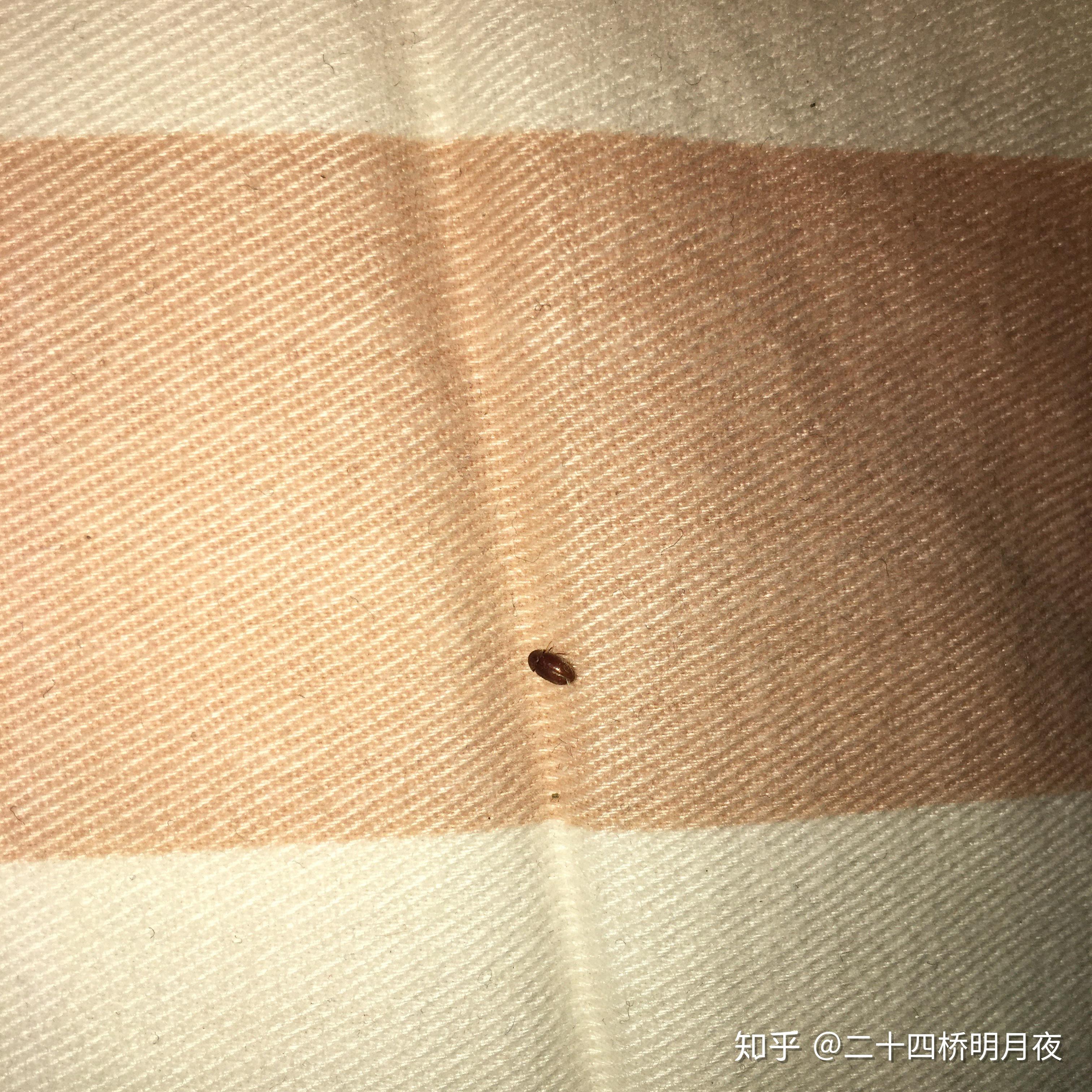 大家帮我看看这是蟑螂幼虫吗最近家里发现了几次