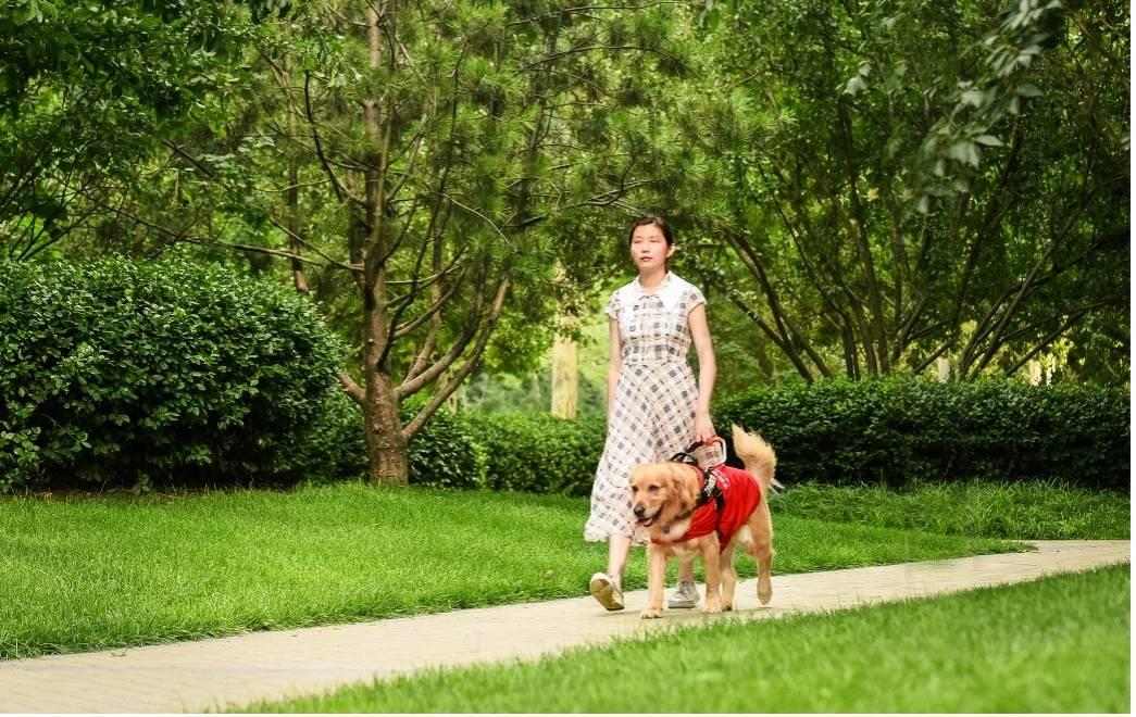 首届中国年度宠物诞生:三条腿残疾狗狗逆袭成防暴警犬 能拖行140斤壮汉 - 知乎