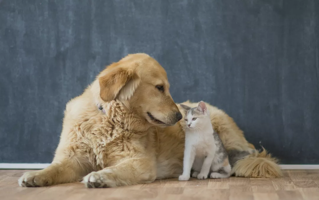 同时养一只狗和一只猫需要注意什么?