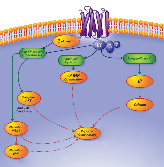 比较g蛋白耦联受体介导的几种信号通路之间的异同
