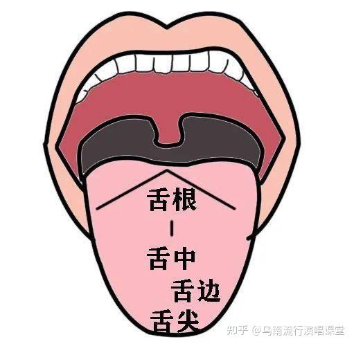 越唱歌舌头下巴越发紧？——舌部机能专题1⃣️ - 知乎