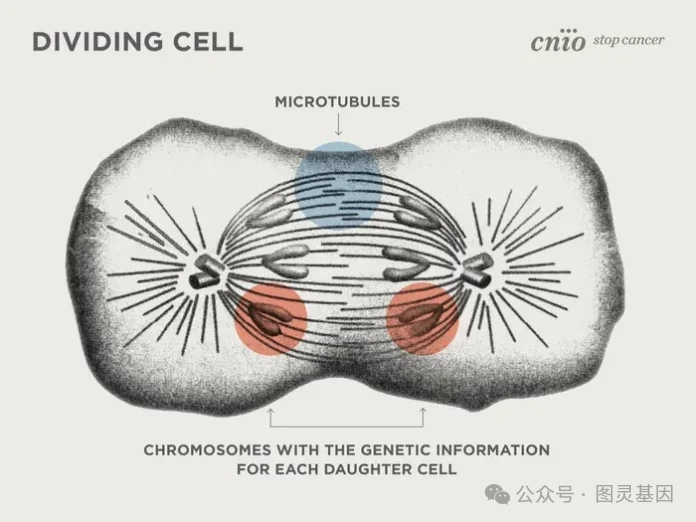 Science | 放慢时间,揭示微管形成与调节机理 - 知乎