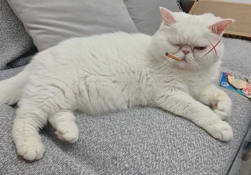猫有攻击性怎么办?如何将凶猫变成乖猫 - 知乎