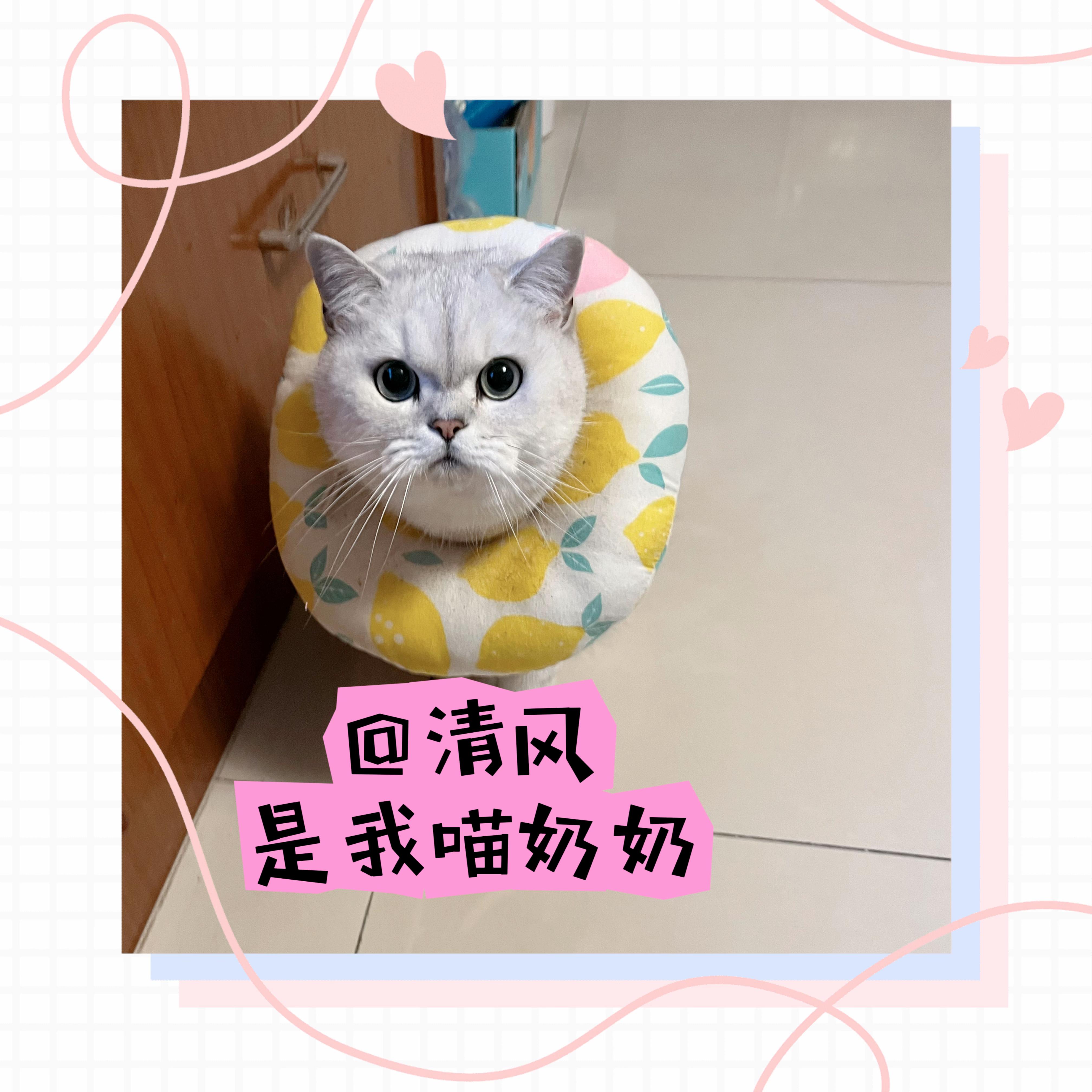 为什么抱住猫猫的时候会觉得特别治愈？