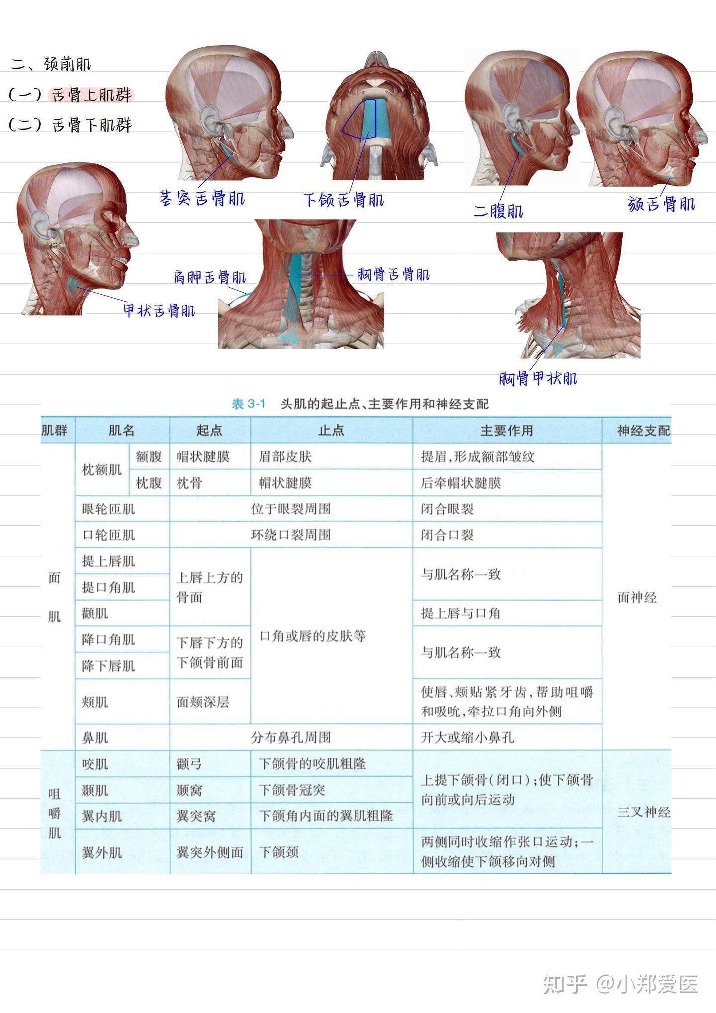 系统解剖学手写笔记全套收藏 知乎 