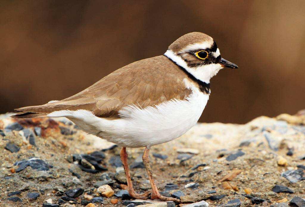 雎鸠到底是怎么样一种鸟? - 知乎