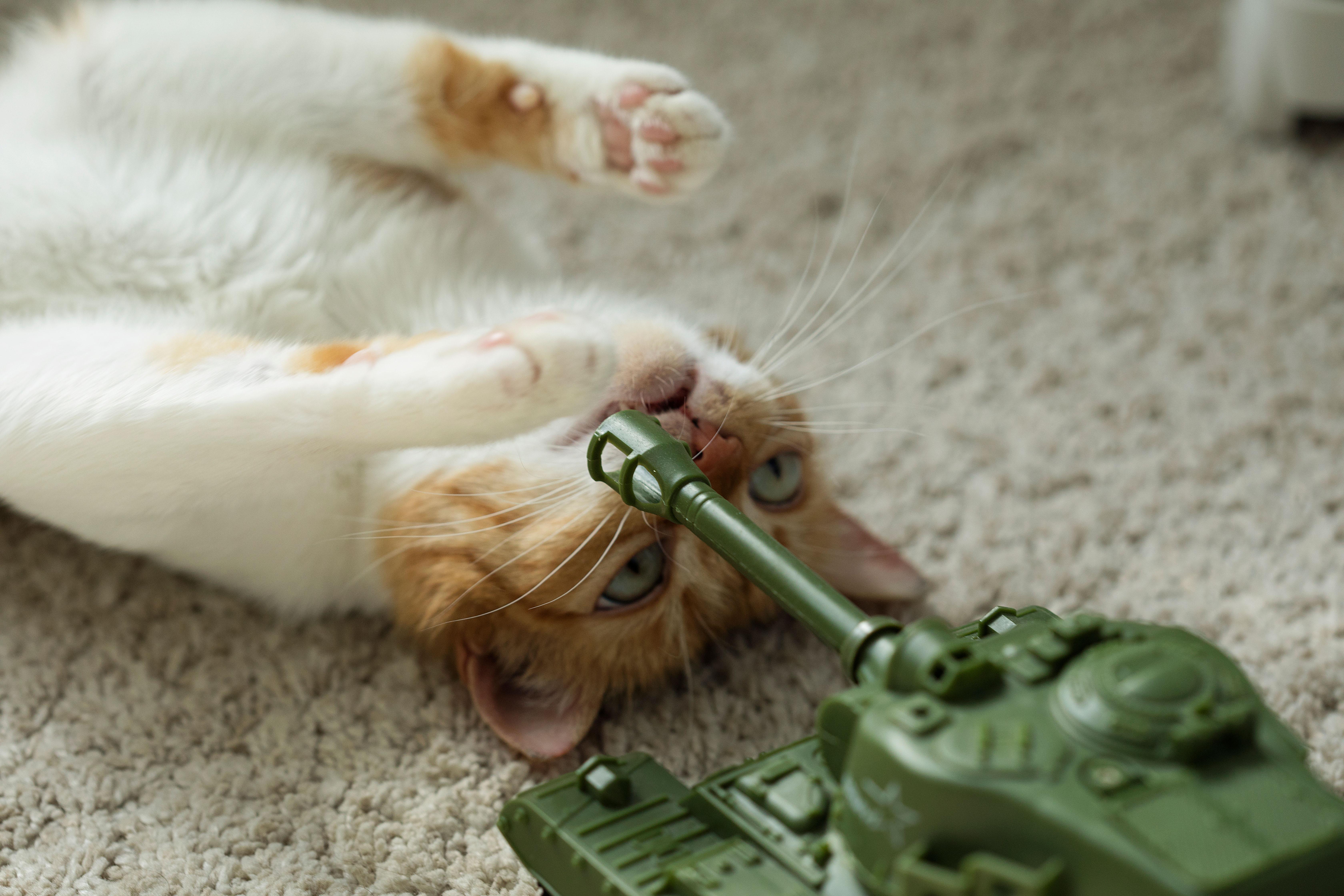 中国第一批"军猫",是打算萌死敌人吗?