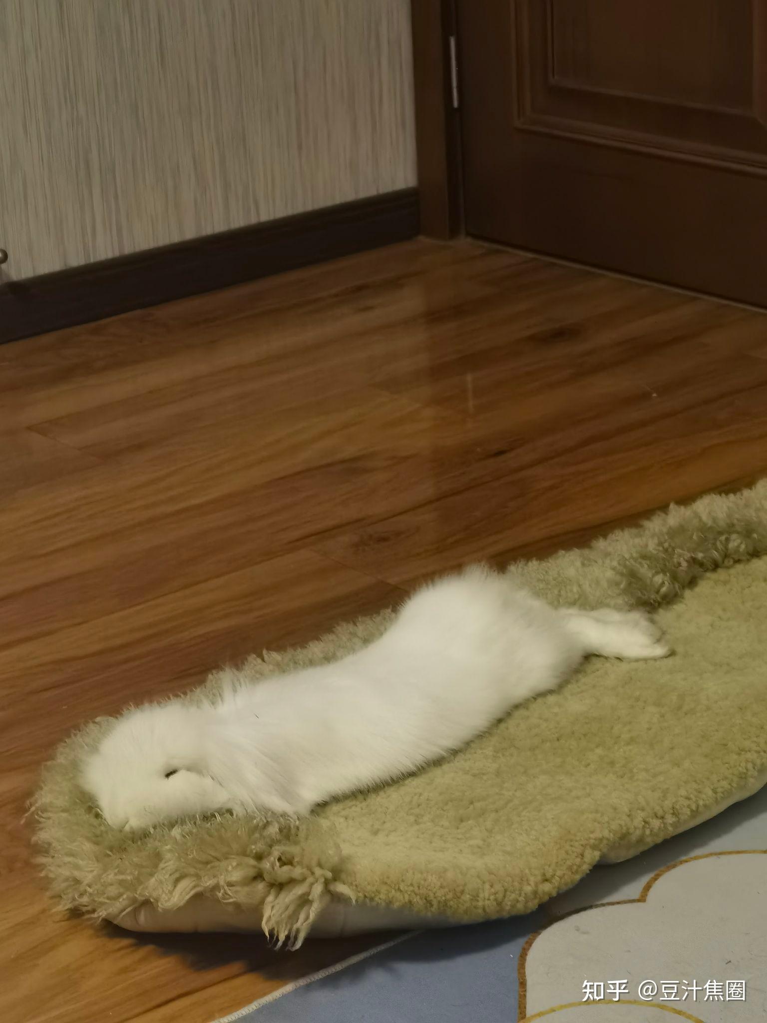 兔子是怎么睡觉的？ - 知乎
