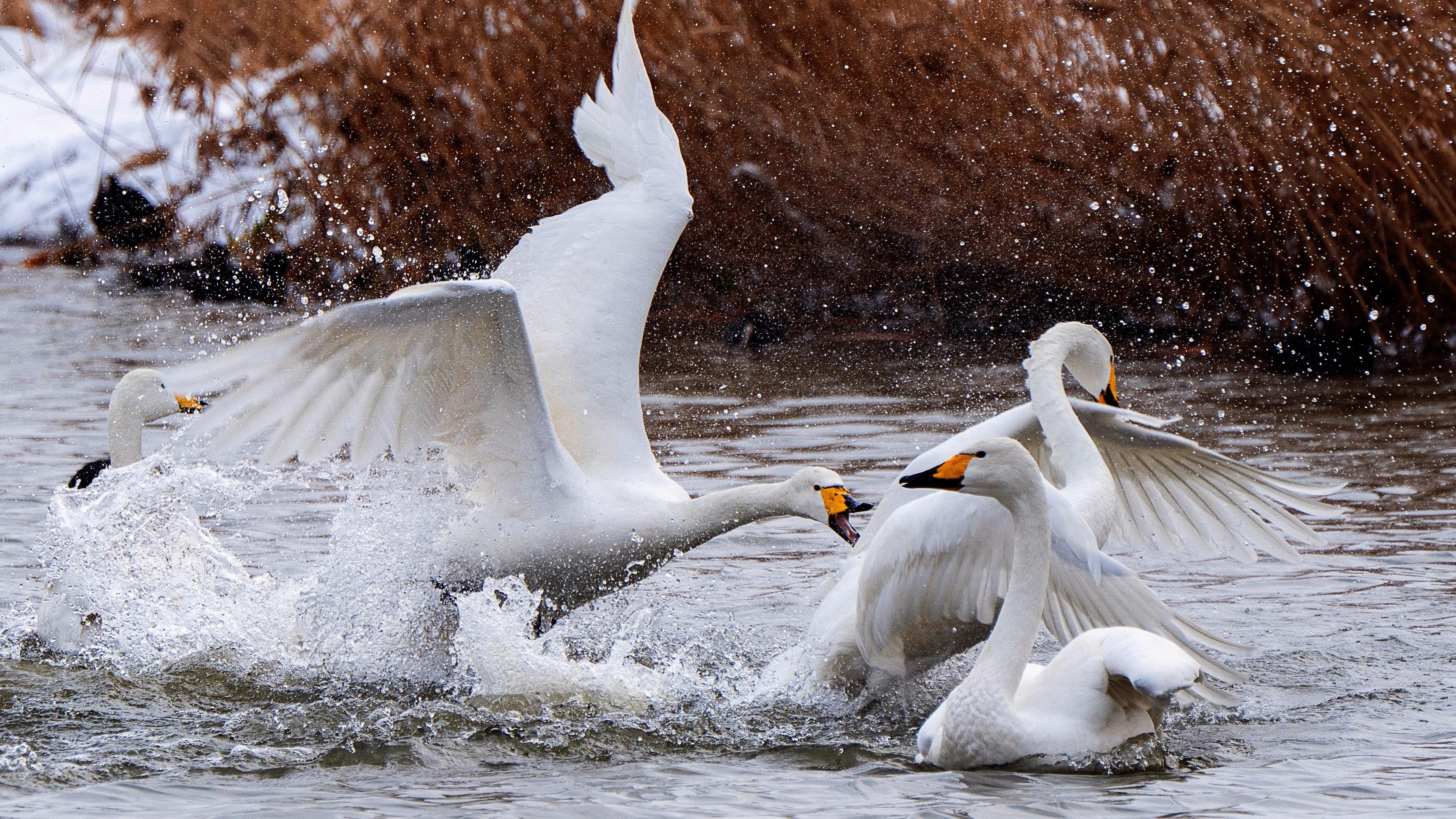 摄影爱好者观鸟大捷大天鹅的冬季驿站燕雀安知鸿鹄之志威海荣成