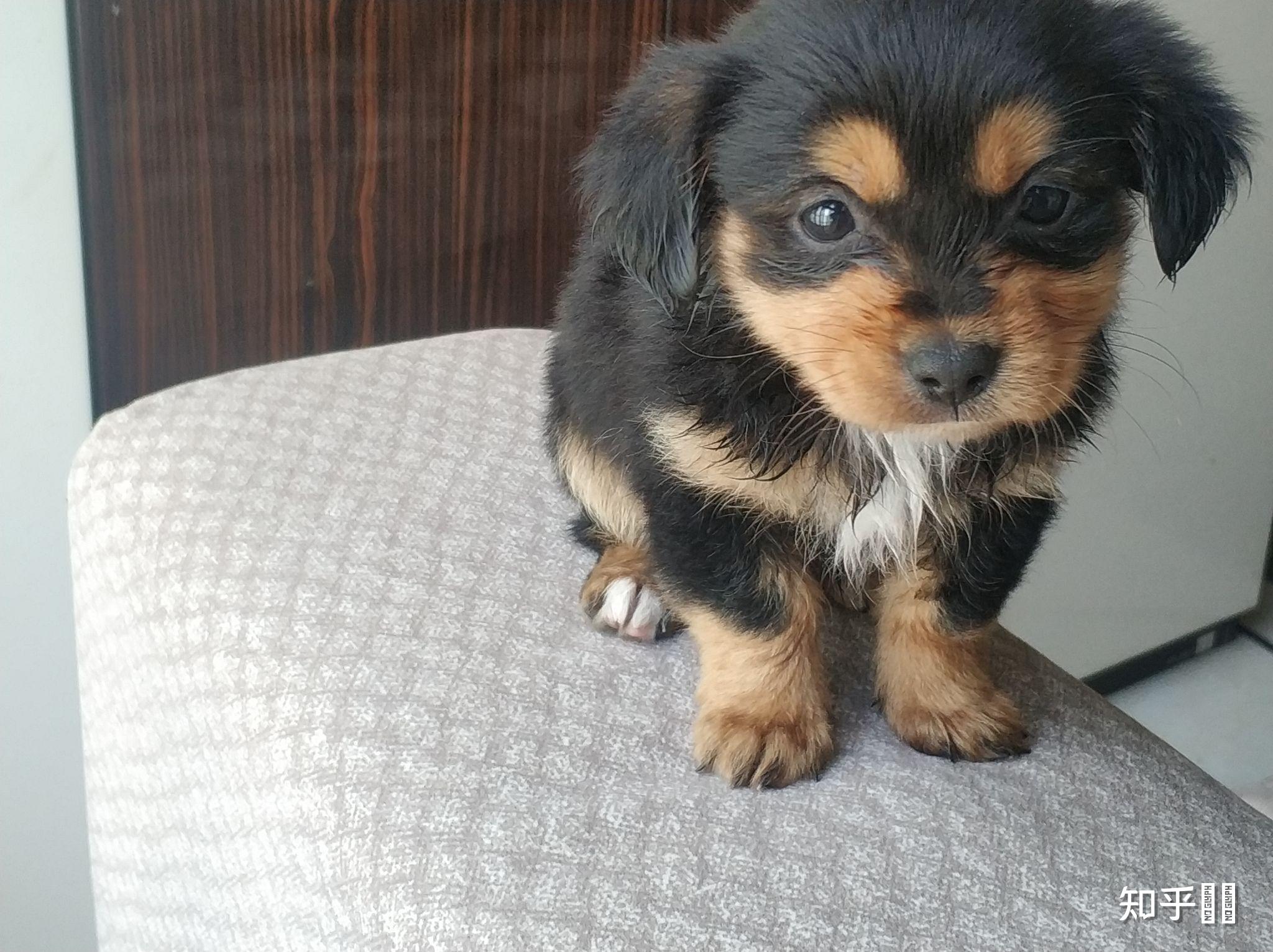 四眼黑土狗为什么那么贵呢?