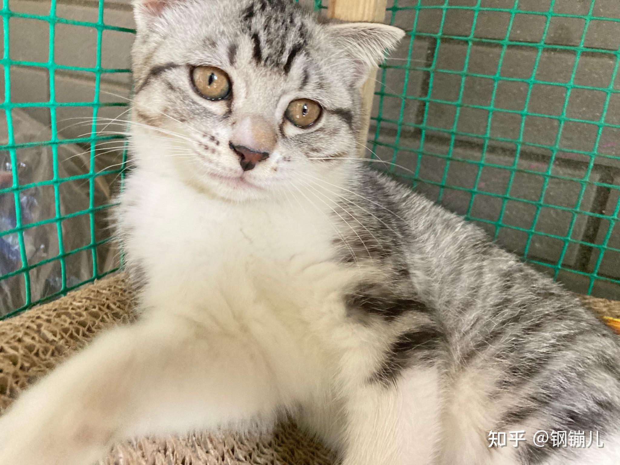 美短和狸花的串串长什么样子颜值能崩到什么程度