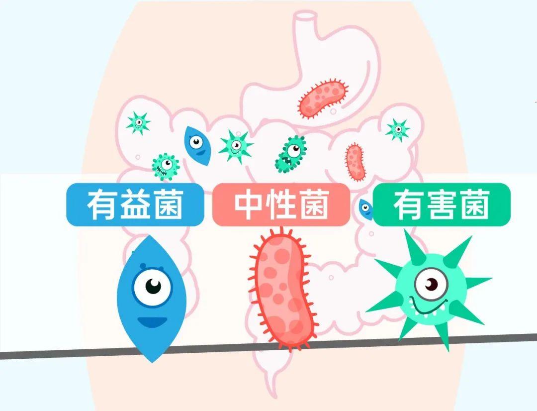 益生菌为什么这么火? - 知乎