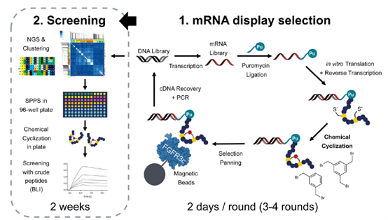 Rna Display 【前沿速递】mRNA 展示技术:解锁环肽药物研发新范式,PURExpress® 助力精准“钓”出明星分子 - 知乎
