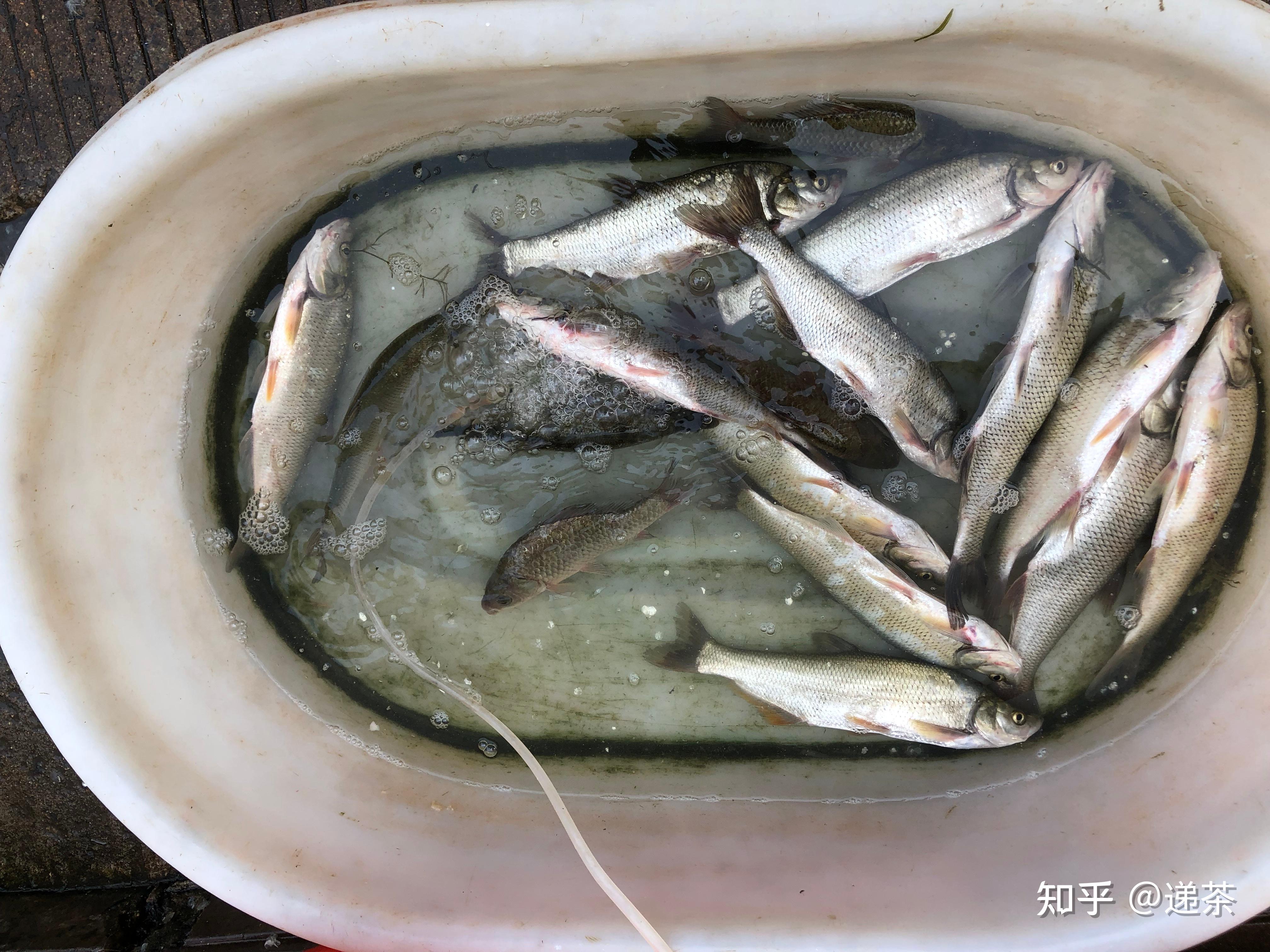 翘嘴鱼和白条鱼有哪些区别?