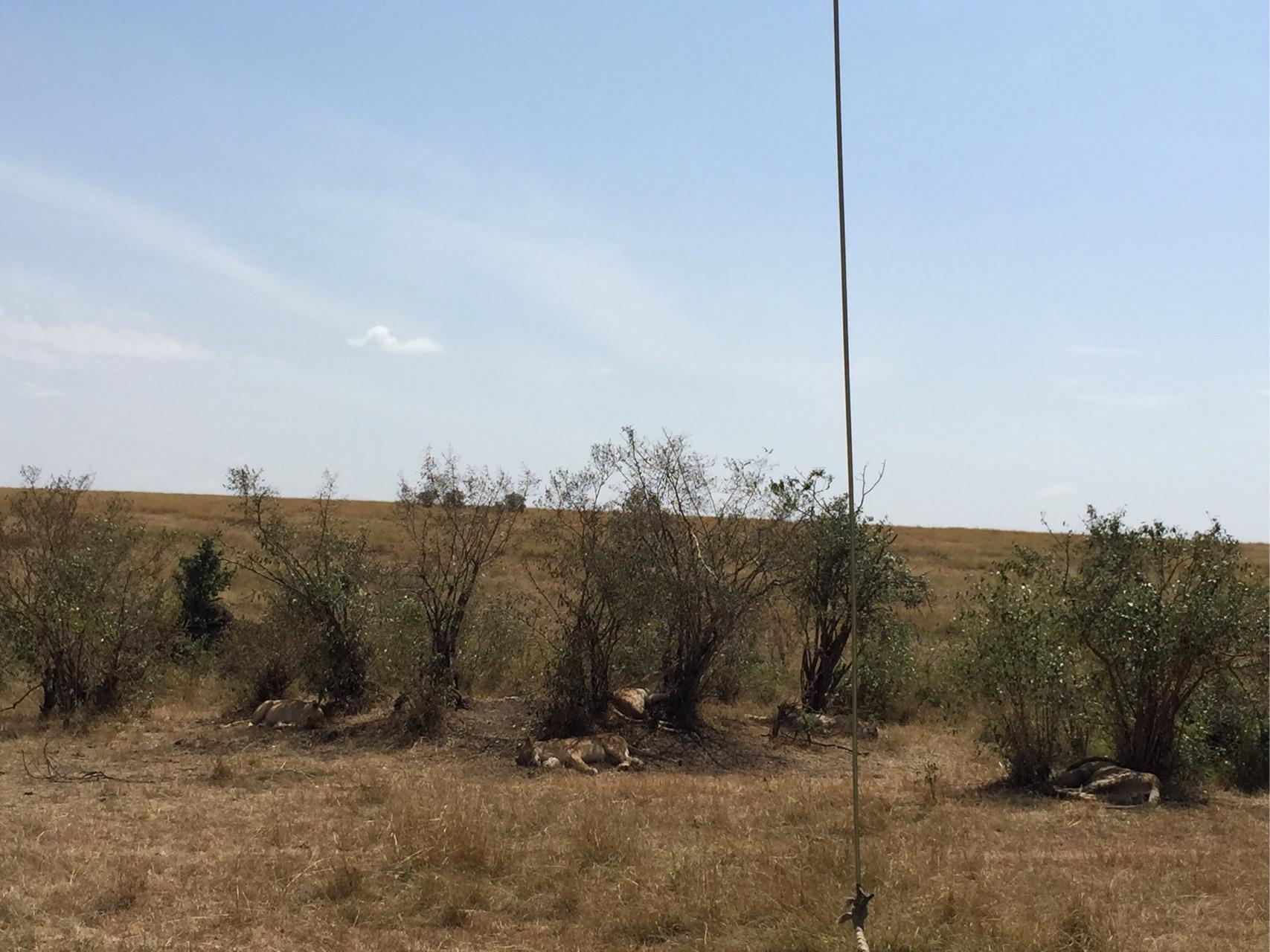 去肯尼亚旅行是一种什么体验?