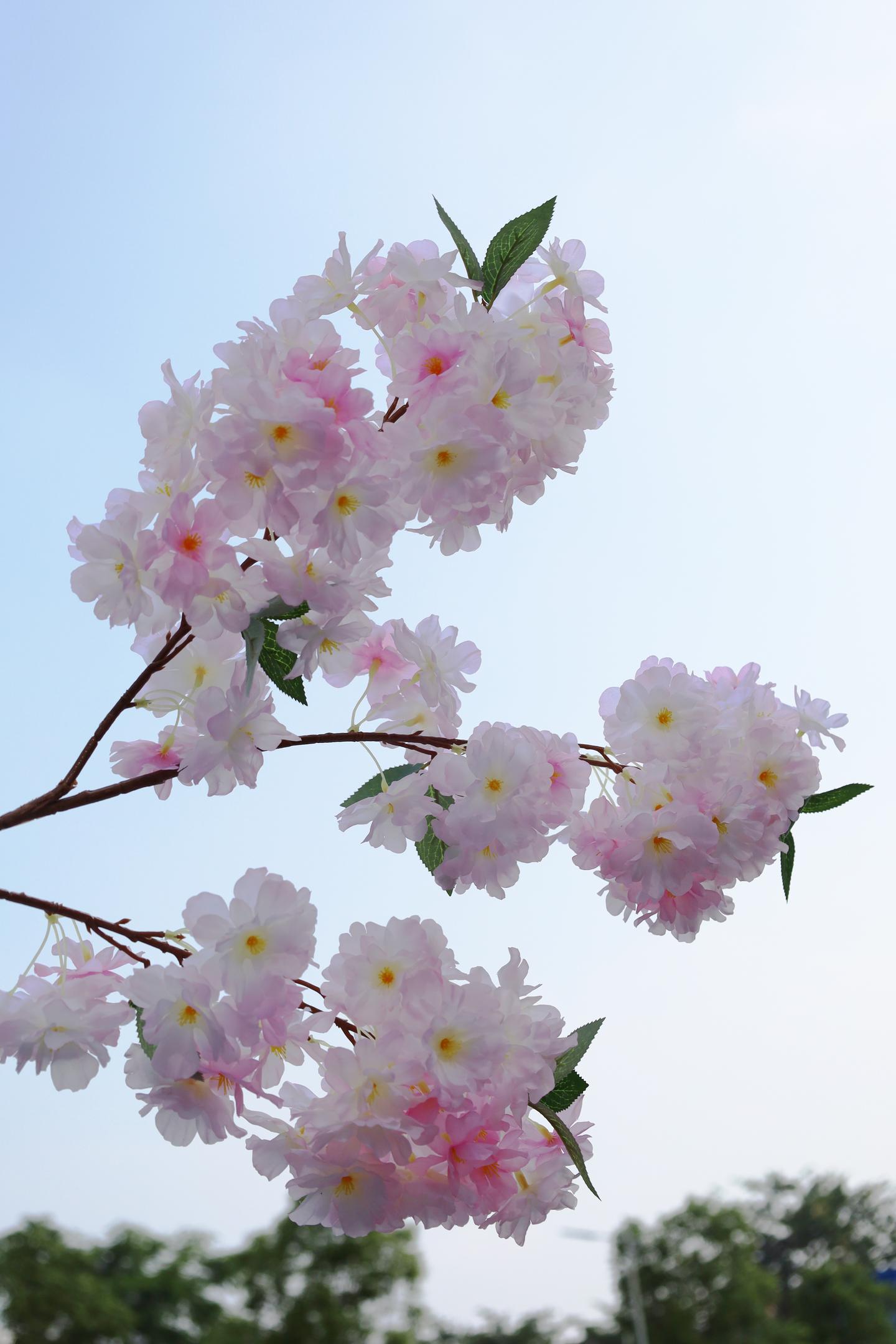 爱情与希望的象征——樱花 - 知乎