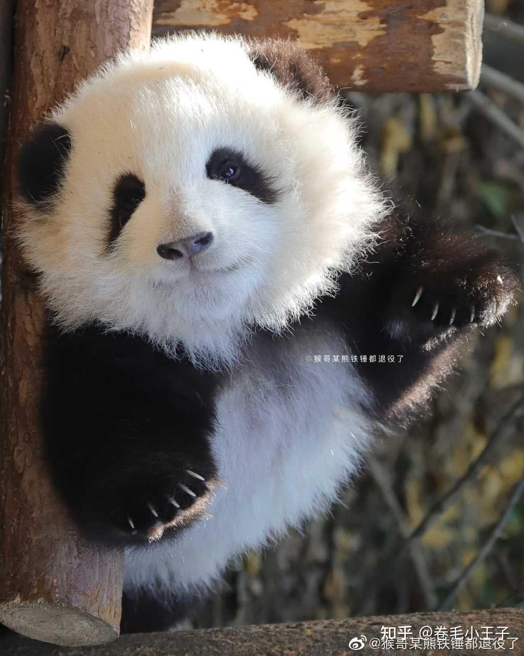 北京冬奥会吉祥物原来是可爱的皇家糜鹿为什么变成大熊猫吗