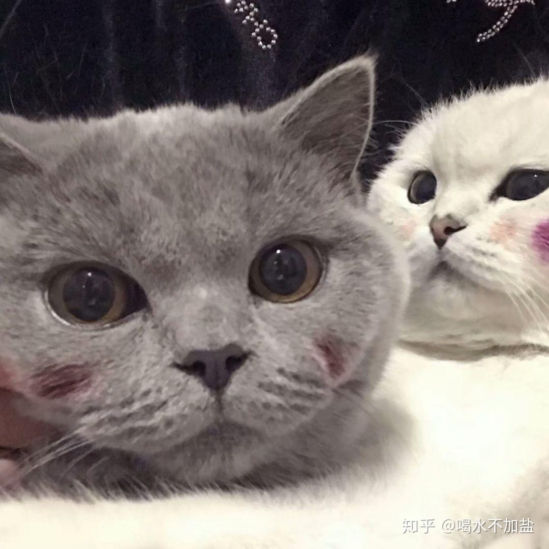 各位有没有英短蓝猫的头像