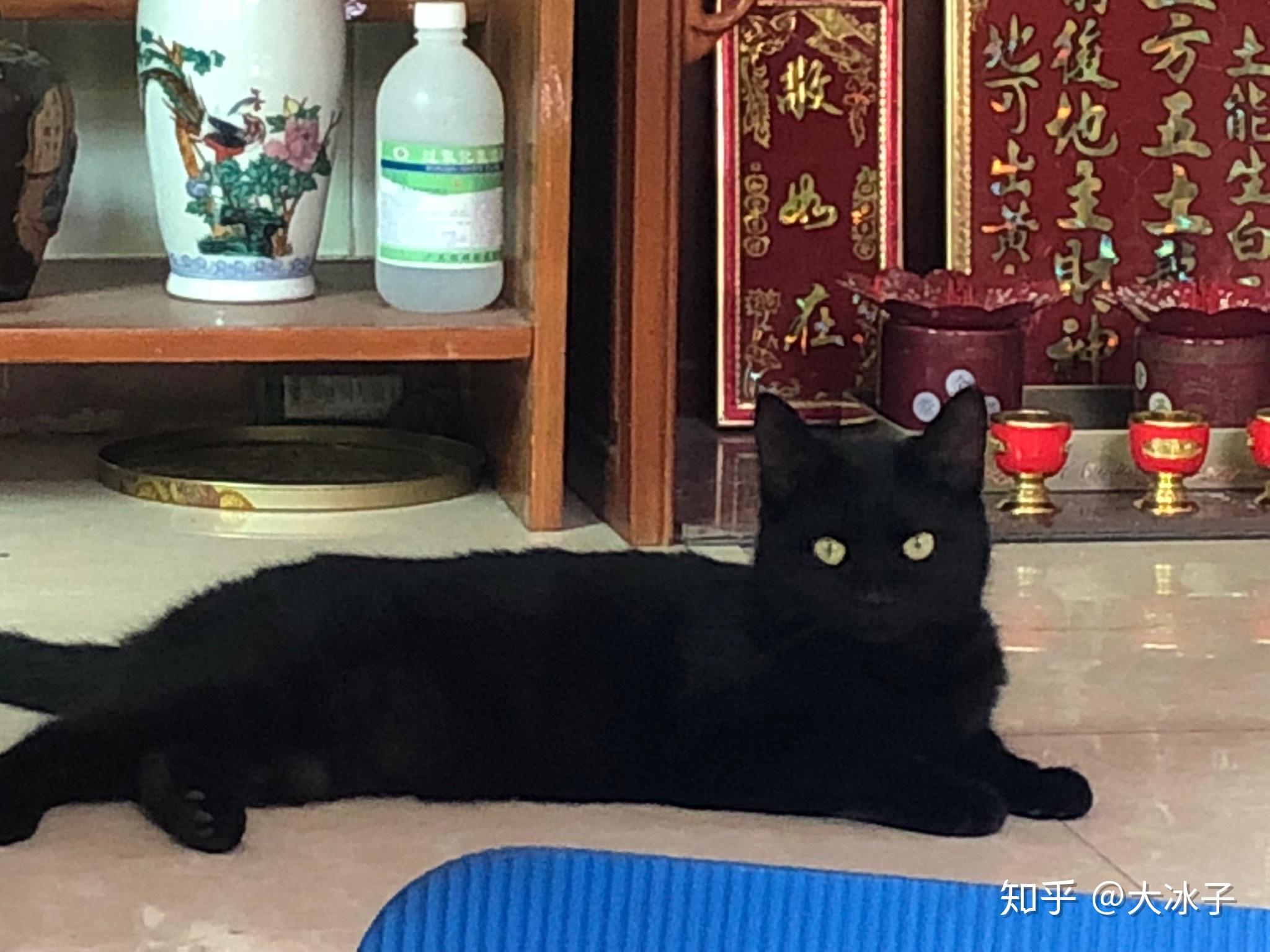 什么是玄猫，什么样的人适合养玄猫，有什么禁忌吗？ - 知乎