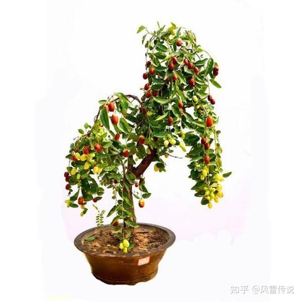 盆栽枣树须知 - 知乎