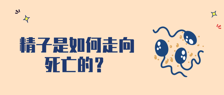 精子是如何一步步走向死亡的?酸死、累死、被杀死还有死而复生的 - 知乎