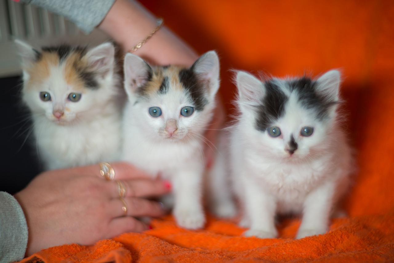 小狗的陪伴意义