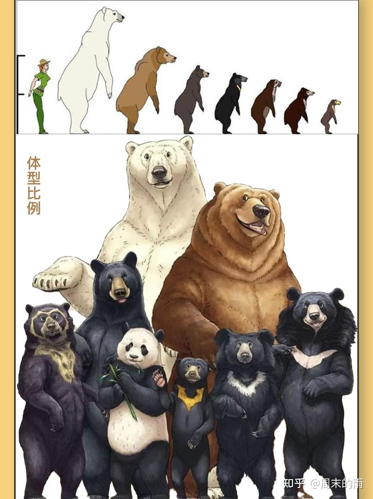 10大熊类图鉴大赏,大熊猫为什么不用冬眠? - 知乎