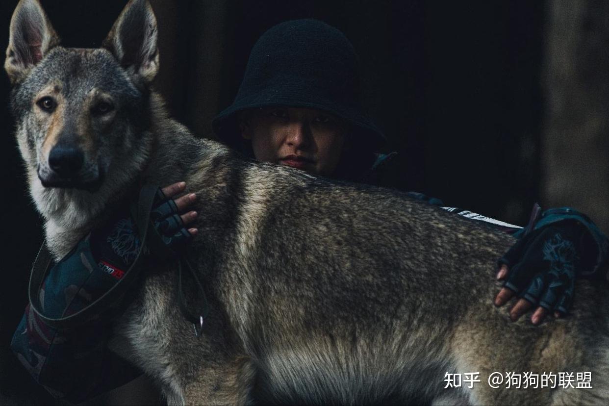 养过“捷克狼犬”后,你会爱上它的 - 知乎