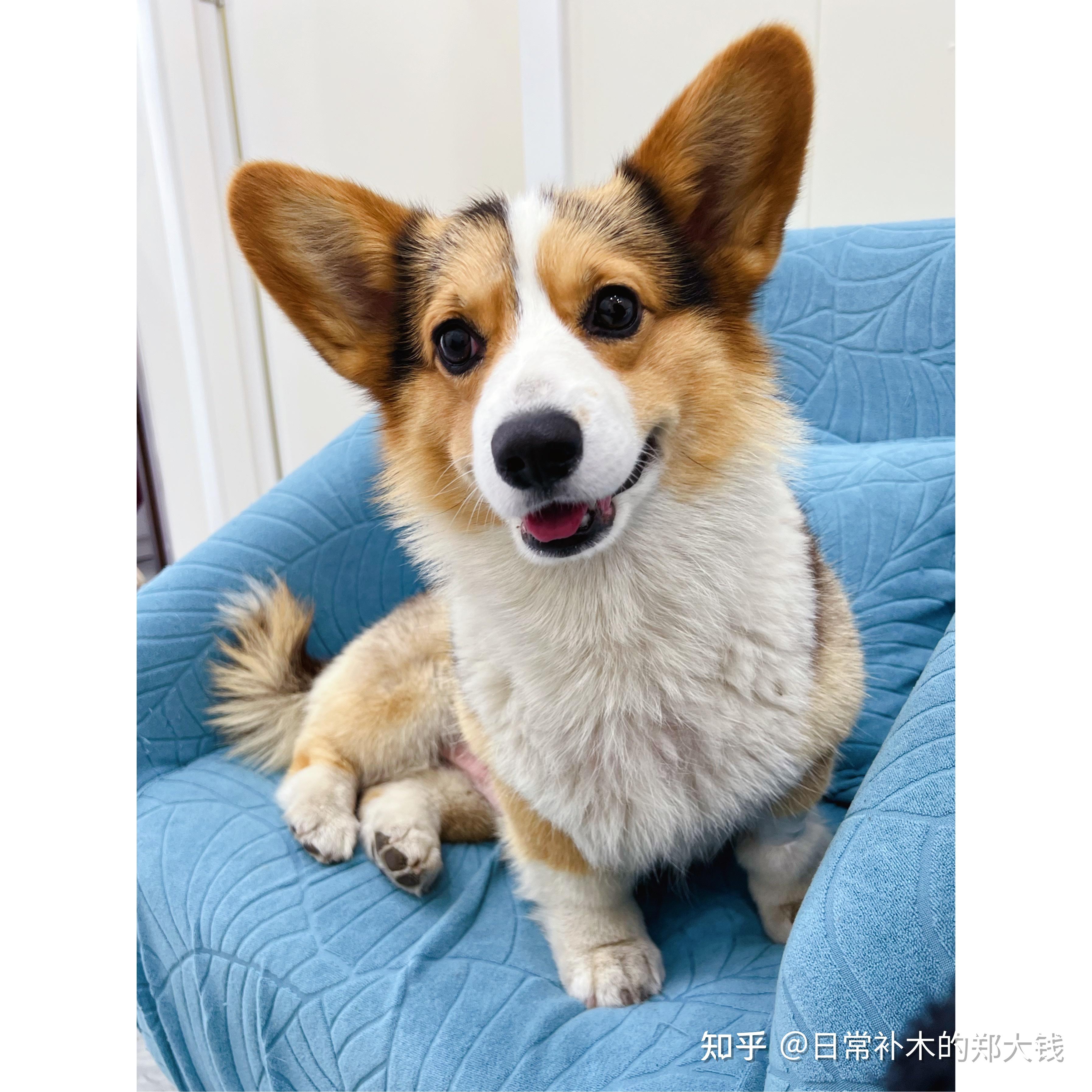 柯基犬不断尾图片图片