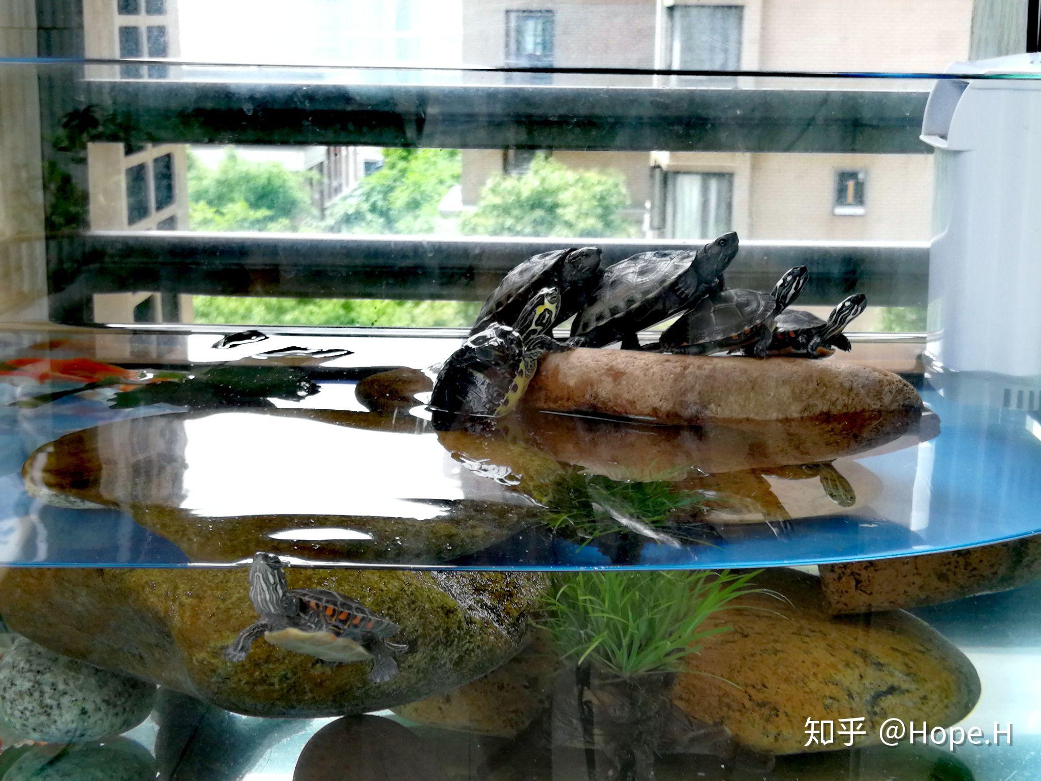 怎样能养好草龟,有必要搞生态龟缸吗? - 知乎