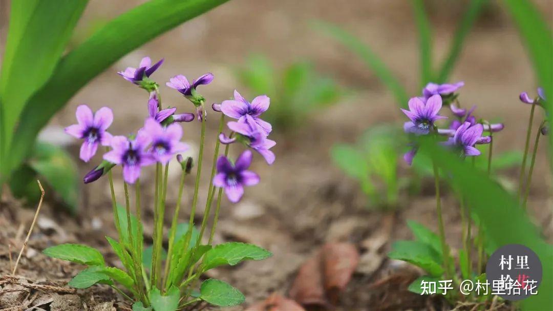 紫花地丁和早开堇菜如何区分