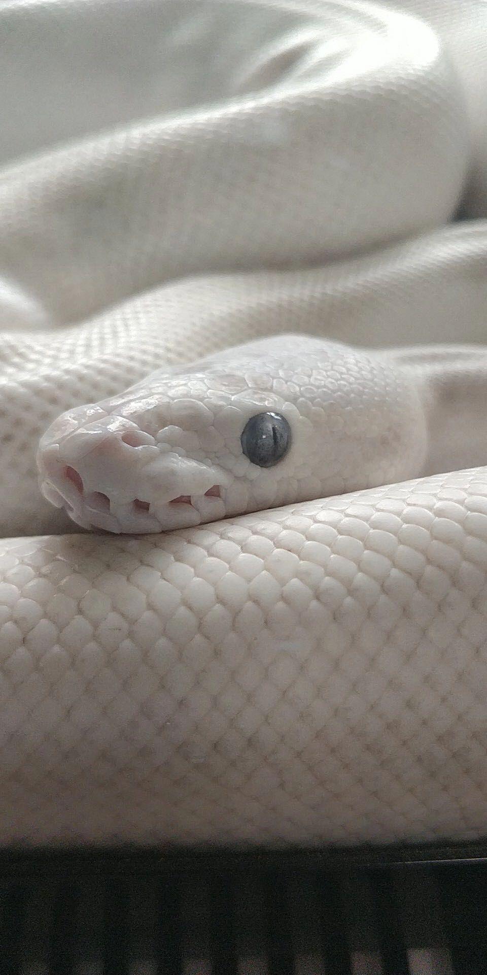 有没有好看的蛇图啊想拿来当壁纸